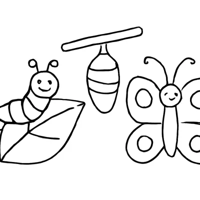 Simple butterfly coloring page of a smiling caterpillar on a leaf, a chrysalis hanging from a twig and a butterfly.