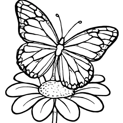 Butterfly coloring page of a butterfly with veined, spotted wings resting on a large daisy-like flower.