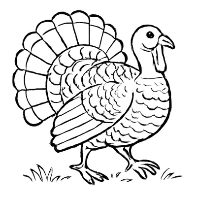 Coloring page of a wild turkey strutting on grass with its tail feathers fanned out, each feather drawn as an outline.